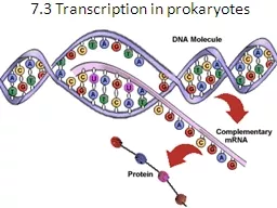 7.3 Transcription in prokaryotes