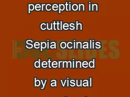 Color blindness and contrast perception in cuttlesh  Sepia ocinalis  determined by a visual