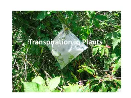 Transpiration in Plants