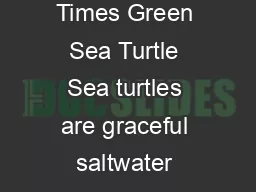 The Kids Times Green Sea Turtle Sea turtles are graceful saltwater reptiles well