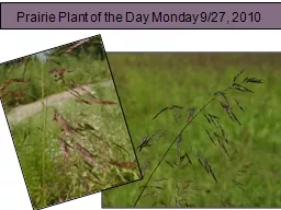 Prairie Plant