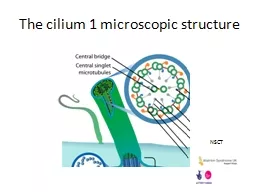 The cilium 1 microscopic structure