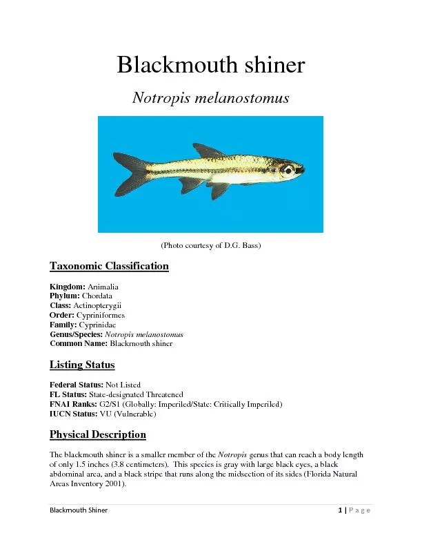 Blackmouth ShinerPage