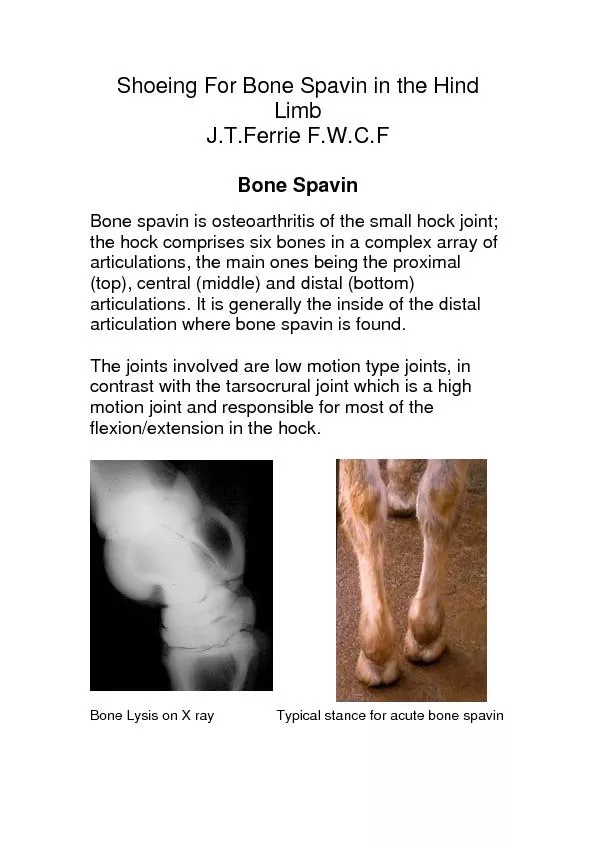 Shoeing For Bone Spavin in the HindLimb