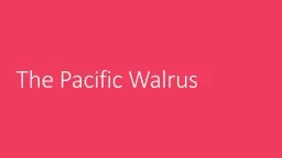 The Pacific Walrus