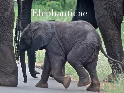 Elephantidae