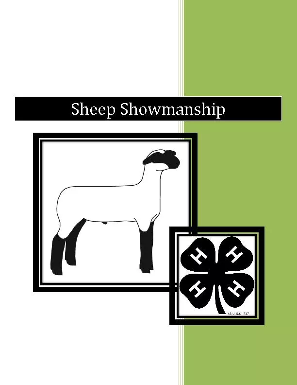 Sheep Showmanship