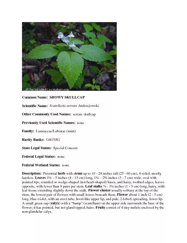 Common Name:  SHOWY SKULLCAPScientific Name:  Scutellaria serrata Andr