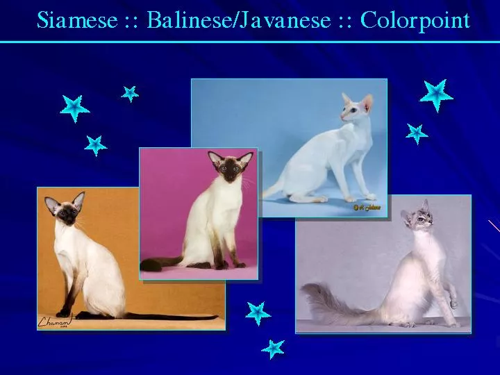 Siamese :: Balinese/Javanese :: Colorpoint