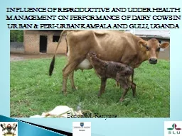 INFLUENCE OF REPRODUCTIVE AND UDDER HEALTH MANAGEMENT ON PE