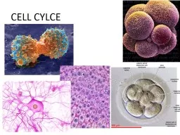 CELL CYLCE