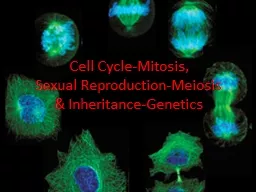 Cell Cycle-Mitosis,