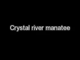 Crystal river manatee