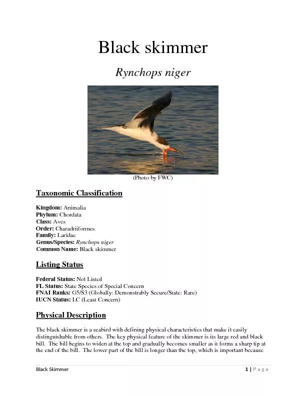 Black SkimmerPage