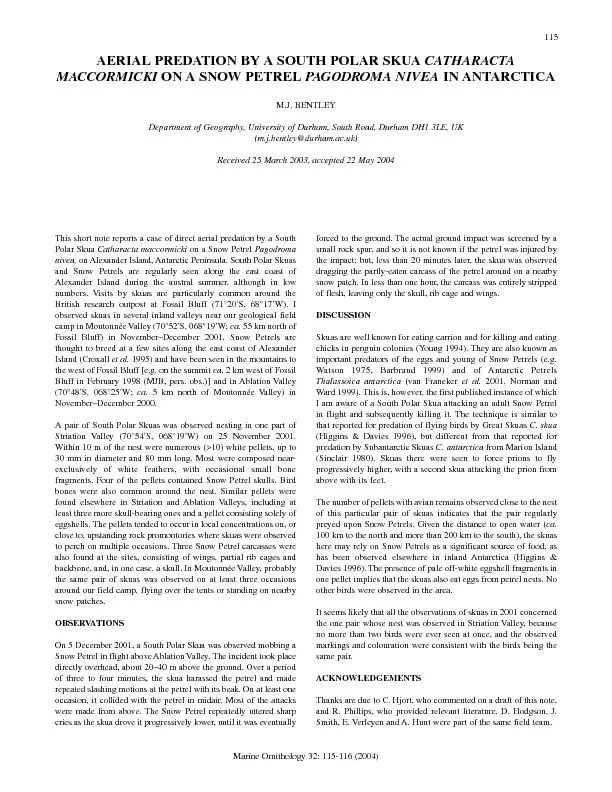 Marine Ornithology 32:115-116 (2004)This short note reports a case of