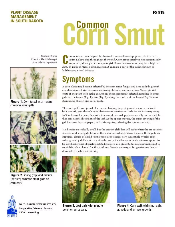 ommon smut is a frequently observed disease ofsweet,pop,and dent corn
