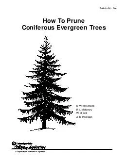 How To Prune Coniferous Evergreen Trees Bulletin No