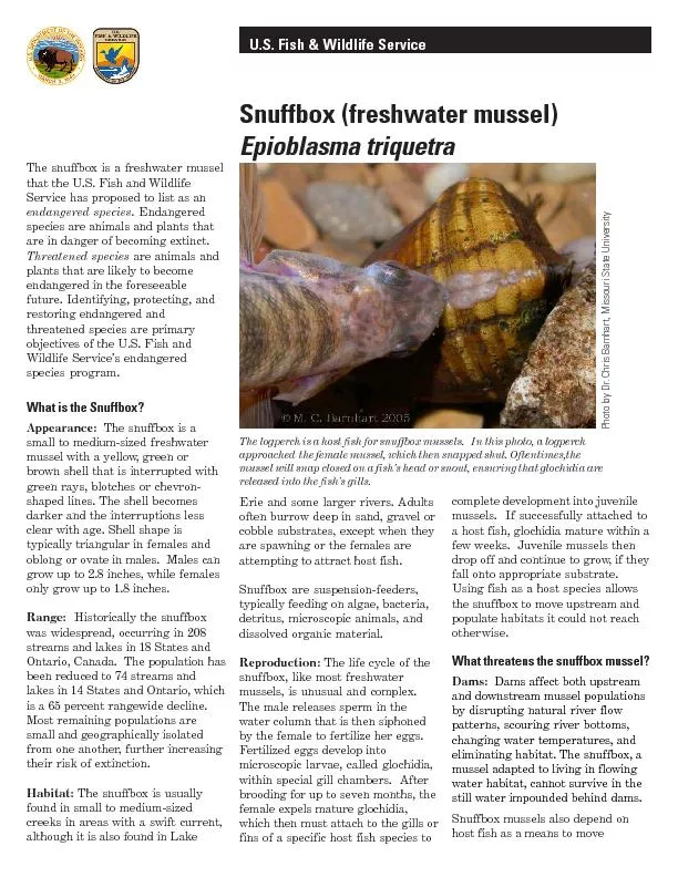 U.S. Fish & Wildlife ServiceSnuffbox (freshwater mussel)Epioblasma
...