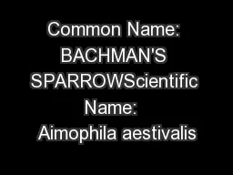 Common Name: BACHMAN'S SPARROWScientific Name:  Aimophila aestivalis