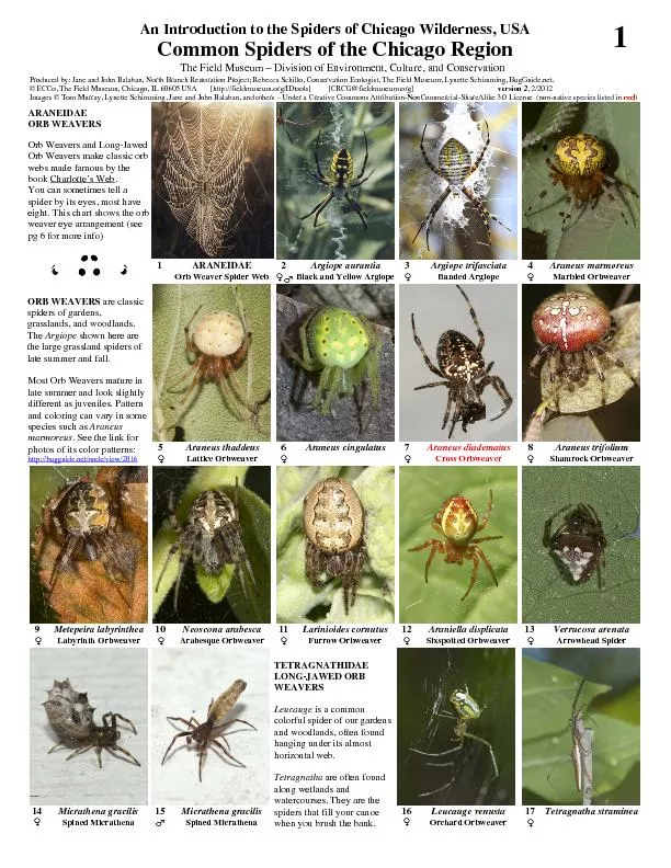 An Introduction to the Spiders of Chicago Wilderness, USACommon Spider