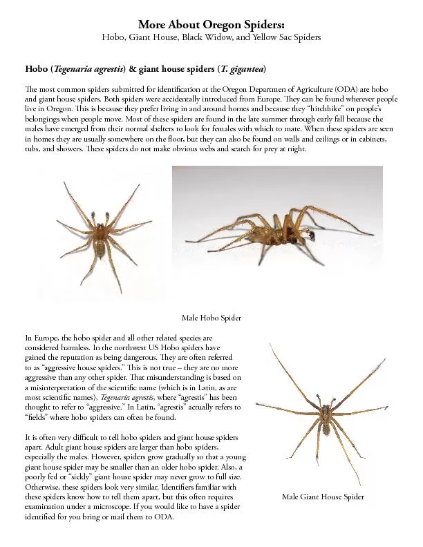 More About Oregon Spiders: