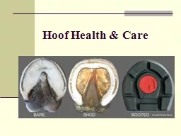 Hoof Health & Care