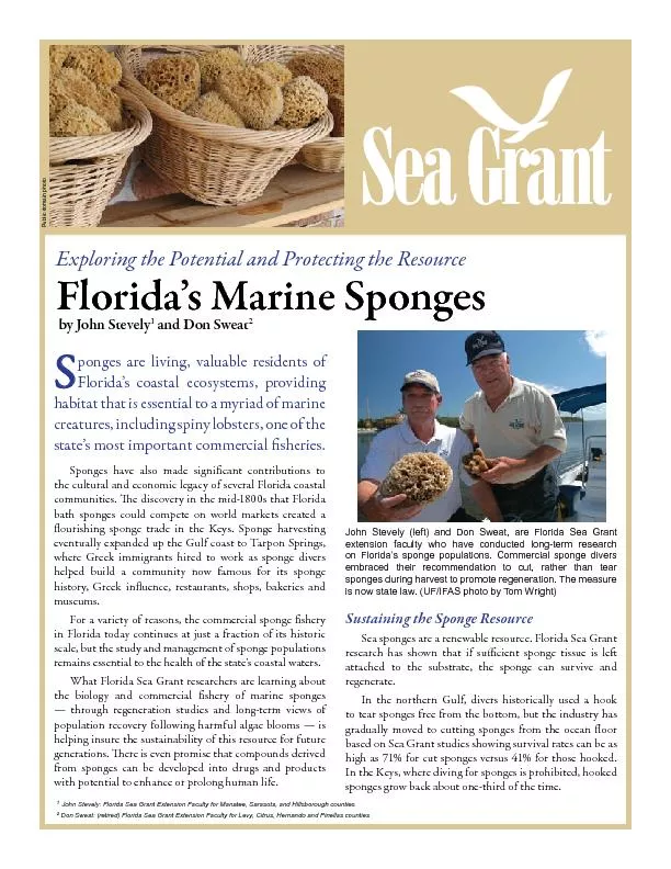 Florida’s Marine Sponges by John Stevely and Don SweatJohn Stevel