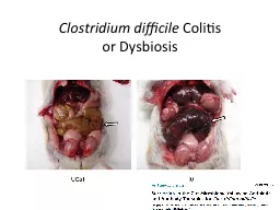 Clostridium