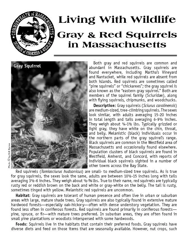 Both gray and red squirrels are common and
