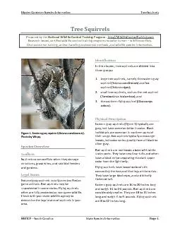South Carolina Species InformationTree Squirrels
