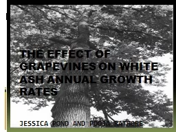 THE effect of Grapevines on white ash annual growth rates