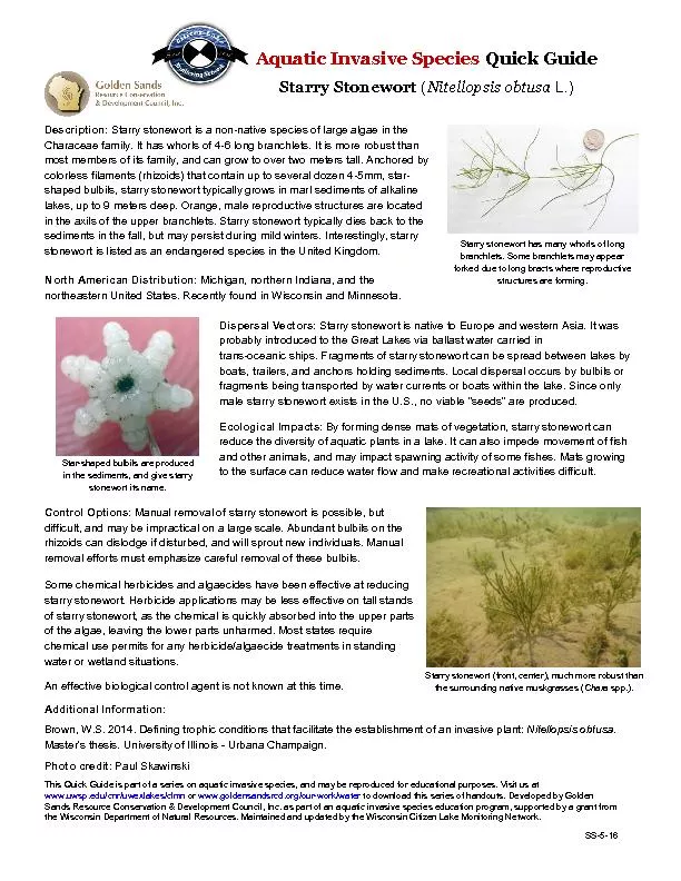 Aquatic Invasive Species Quick Guide Starry Stonewort Nitellopsis obtu