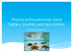 Phylum Echinodermata: Sand Dollars, Starfish, and Sea Urchi