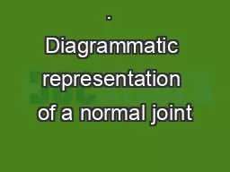 .  Diagrammatic representation of a normal joint