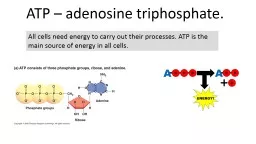 ATP – adenosine triphosphate.