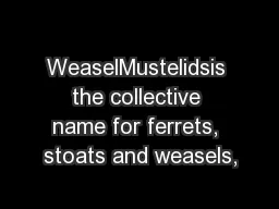 WeaselMustelidsis the collective name for ferrets, stoats and weasels,