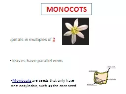 MONOCOTS