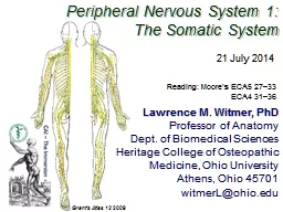 Peripheral Nervous System 1: