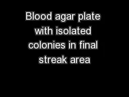 Blood agar plate with isolated colonies in final streak area