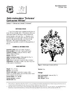 Fact Sheet ST October  Salix matsudana Tortuosa Figure