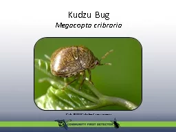 Kudzu Bug