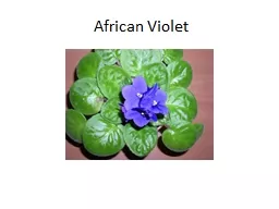 African Violet
