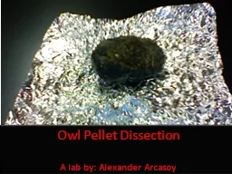 Owl Pellet Dissection