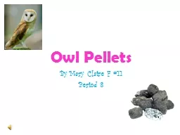 Owl Pellets