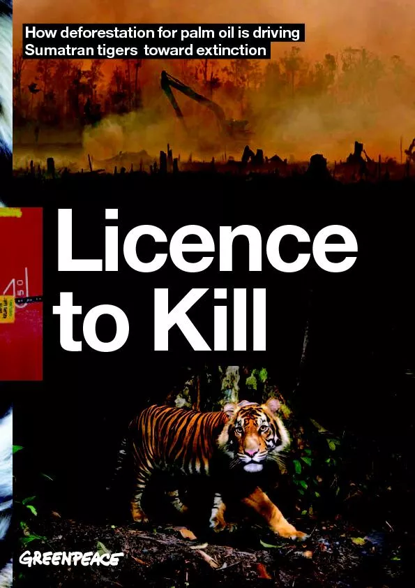 How deforestation for palm oil is drivingSumatran tigers  toward extin