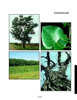 Cottonwood slide b  slide c  III  Cottonwood Populus deltoides General Description The