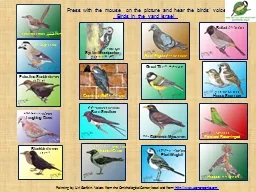 Press with the mouse  on the picture and hear the birds’