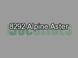 8292 Alpine Aster
