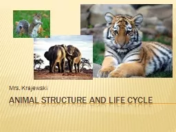 Animal structure and life cycle