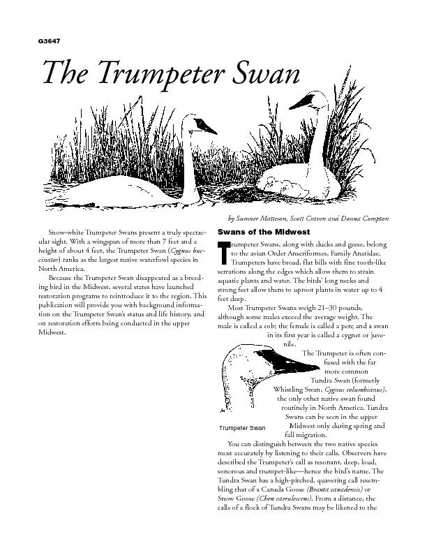 Snow-white Trumpeter Swans present a truly spectac-ular sight. With a
